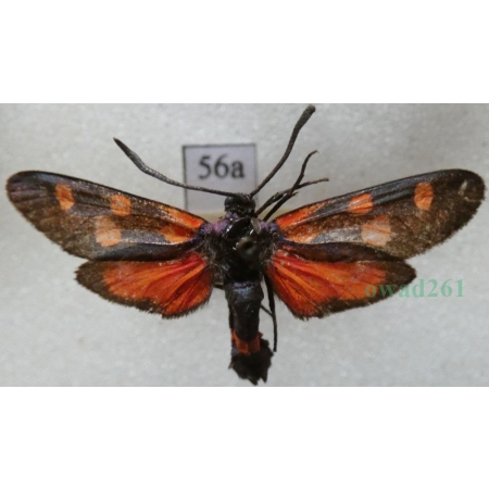 Zygaena trifolii (Esper, 1783) Kraśnik pięcioplamek Czech56a